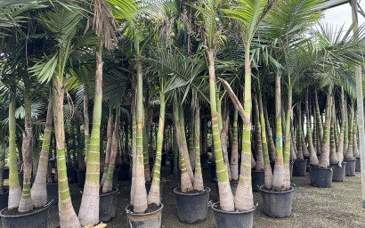 archontophénix alexandrae